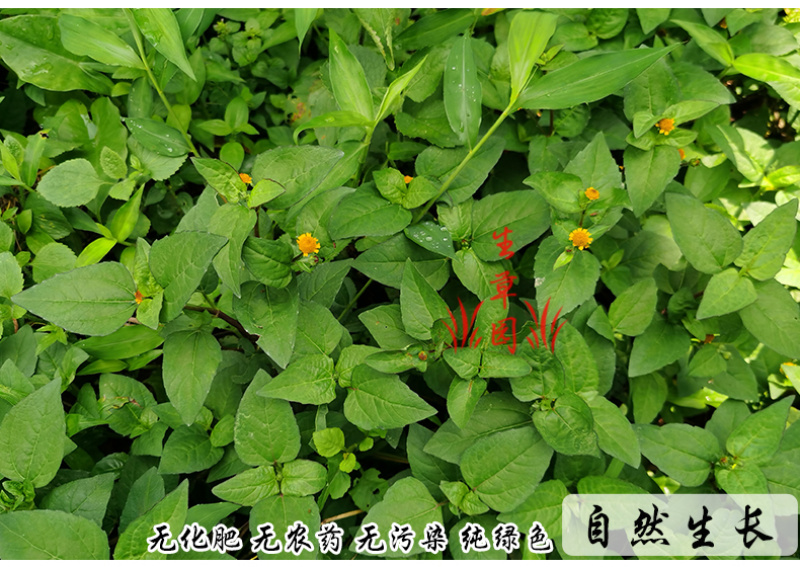 天文草金纽扣拟千日菊中药材中草药原料批发