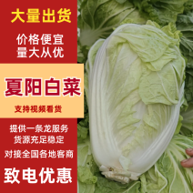 白菜，夏阳白菜大量上市，2-6斤。有需要的联系我。