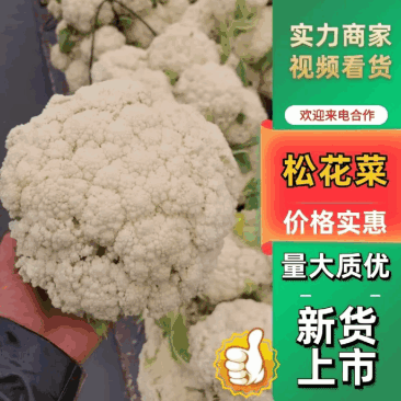 河南青梗白庙松花菜自家货源可以现场挑货按要求分拣打包装车