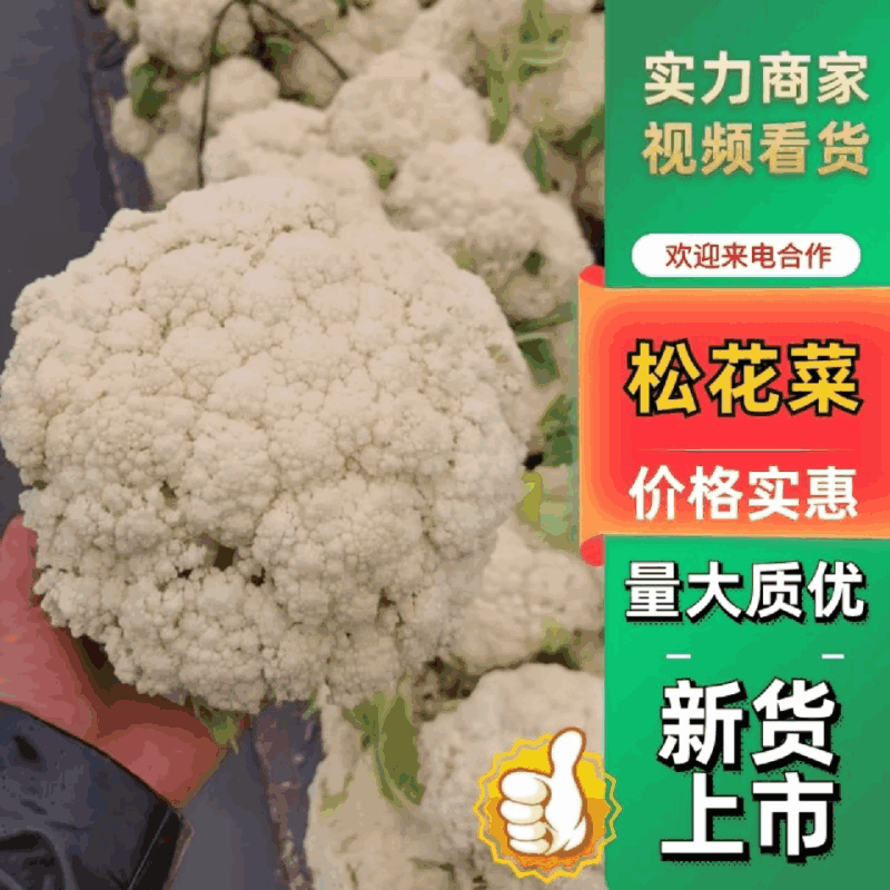 通许松花菜菜花精品货干净无杂无黑点乳白色卖相好装网袋