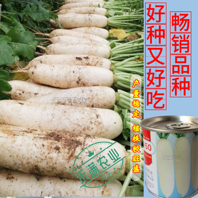 夏秋专用50天早熟耐热花叶白萝卜种籽捷夏50南方可种萝