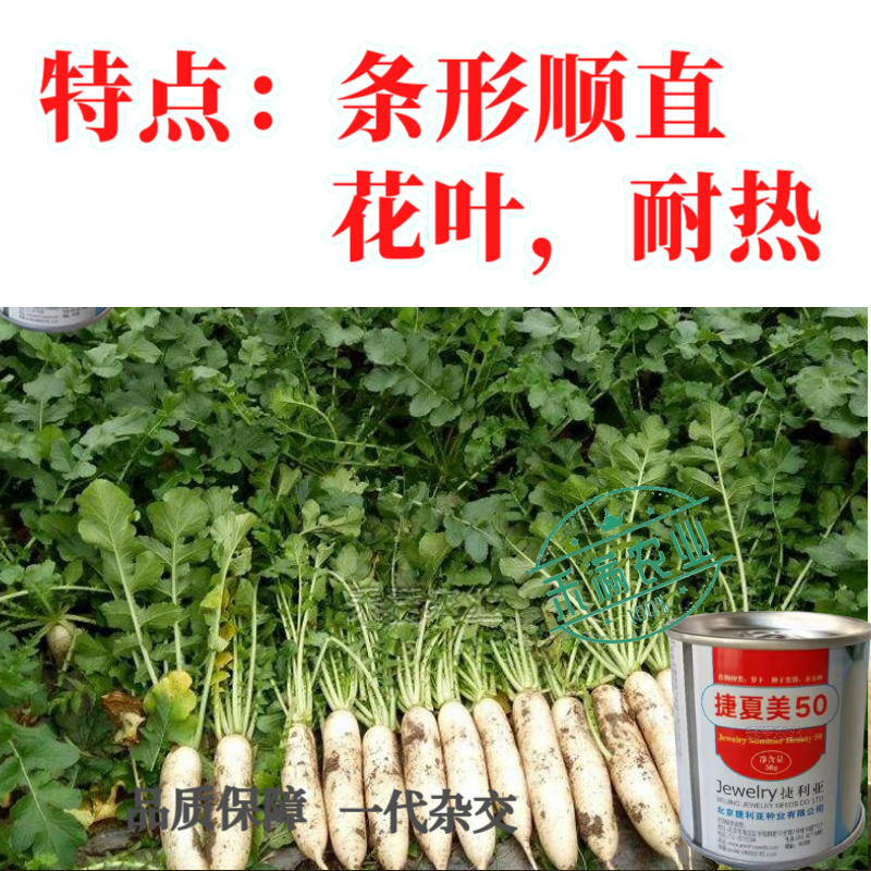 夏秋专用50天早熟耐热花叶白萝卜种籽捷夏50南方可种萝