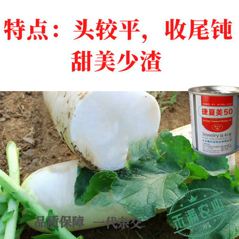 夏秋专用50天早熟耐热花叶白萝卜种籽捷夏50南方可种萝