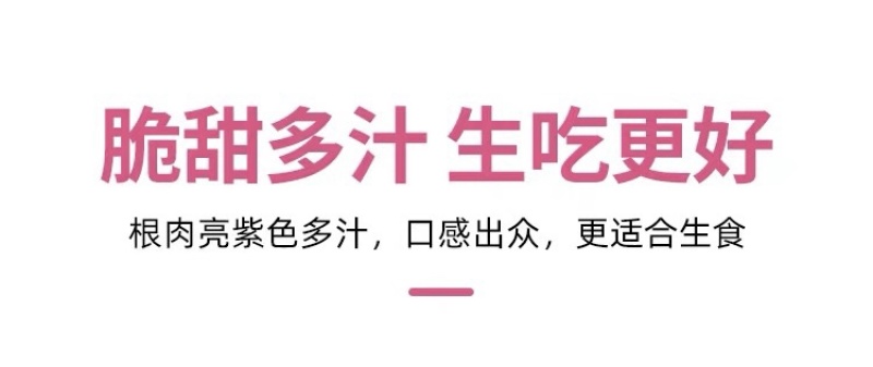 【百幕田种业】萝卜种籽红福萝卜种子紫美水果萝卜种秋播原装