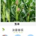 28表芸乙烯利玉米控旺专用生长调节剂矮化粗缩抗倒伏正品
