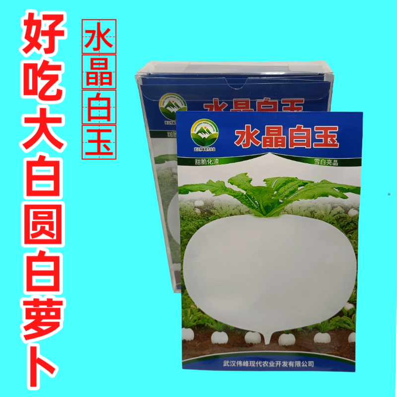 精选特级水晶圆萝卜种子春不老水果圆萝卜种籽高产秋季蔬菜甜