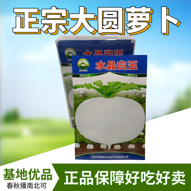 精选特级水晶圆萝卜种子春不老水果圆萝卜种籽高产秋季蔬菜甜
