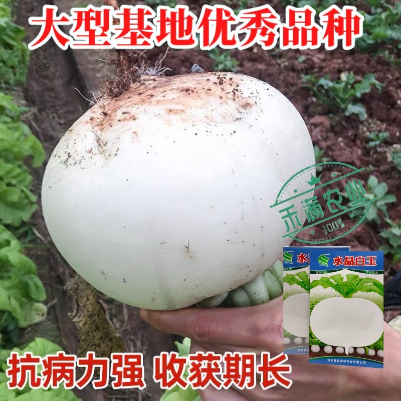 精选特级水晶圆萝卜种子春不老水果圆萝卜种籽高产秋季蔬菜甜