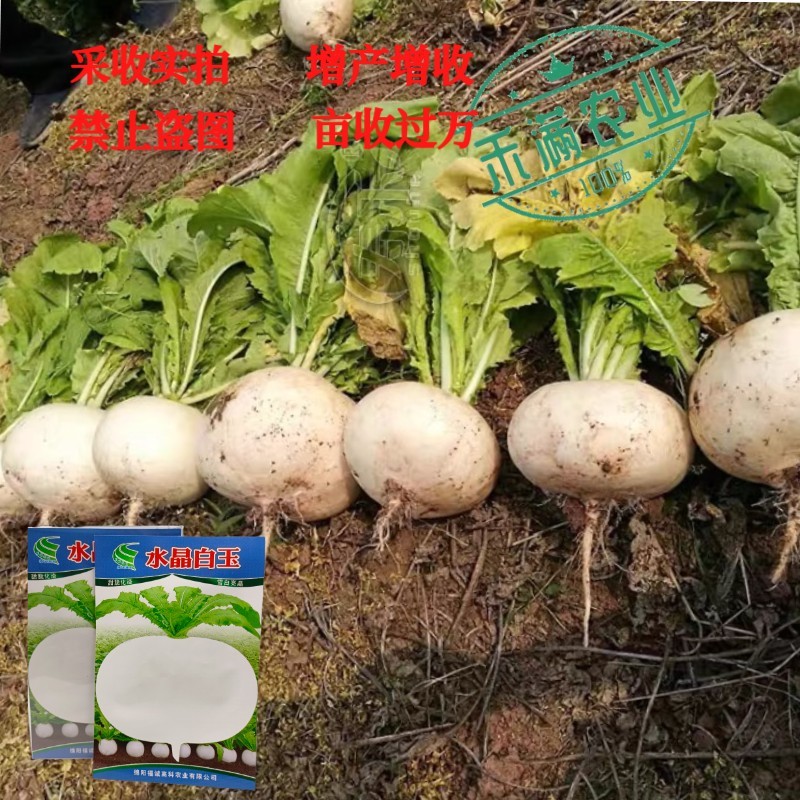 精选特级水晶圆萝卜种子春不老水果圆萝卜种籽高产秋季蔬菜甜