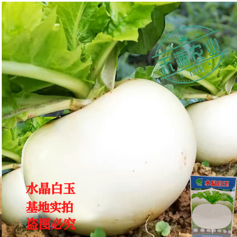 精选特级水晶圆萝卜种子春不老水果圆萝卜种籽高产秋季蔬菜甜