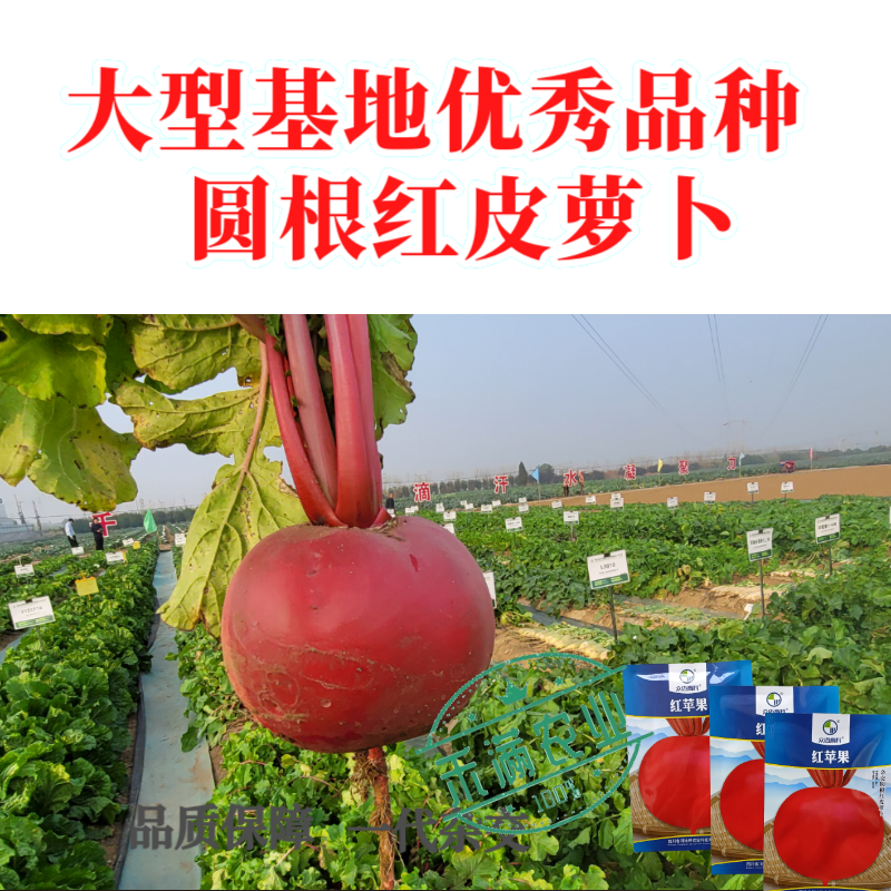 精选优质圆萝卜种子水果萝卜种籽红皮白肉秋季蔬菜种植大田种