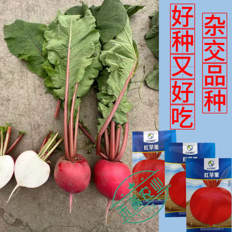 精选优质圆萝卜种子水果萝卜种籽红皮白肉秋季蔬菜种植大田种