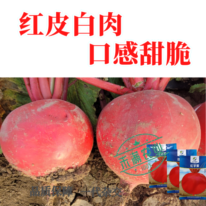 精选优质圆萝卜种子水果萝卜种籽红皮白肉秋季蔬菜种植大田种