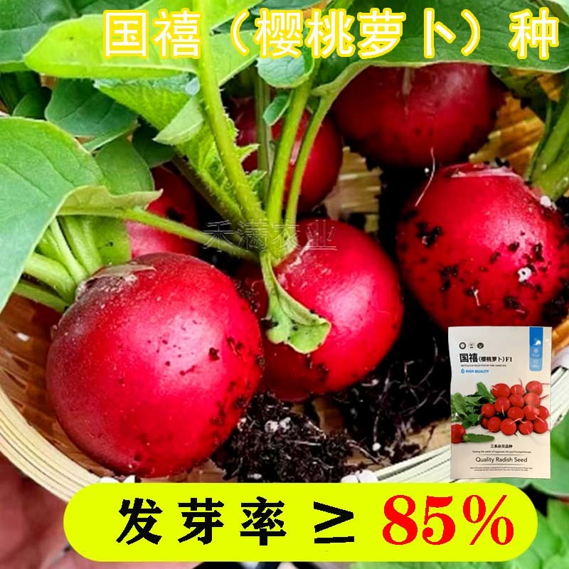 批发樱桃萝卜种子种籽菜籽水果籽种秋季春季阳台四季盆栽蔬菜