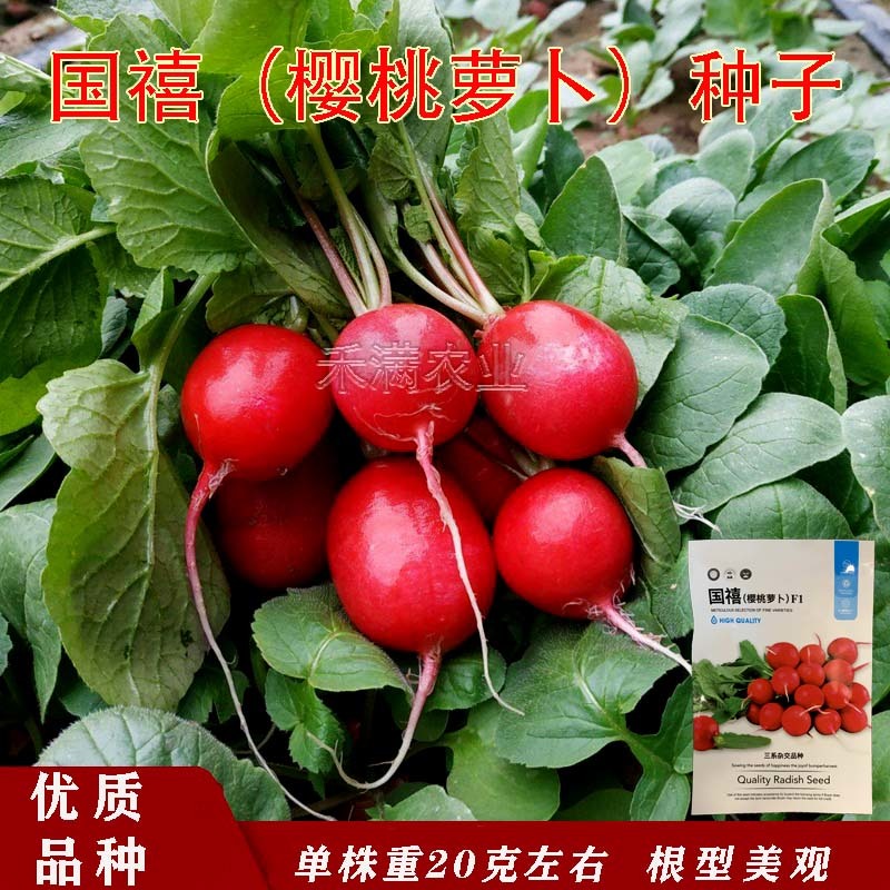 批发樱桃萝卜种子种籽菜籽水果籽种秋季春季阳台四季盆栽蔬菜