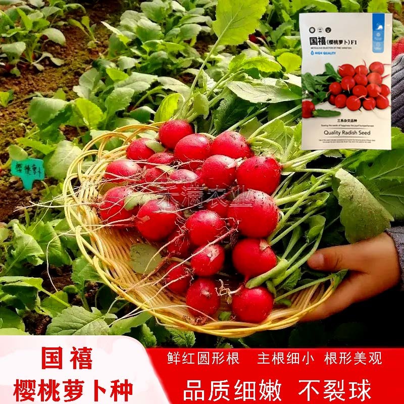 批发樱桃萝卜种子种籽菜籽水果籽种秋季春季阳台四季盆栽蔬菜