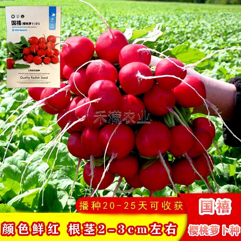 批发樱桃萝卜种子种籽菜籽水果籽种秋季春季阳台四季盆栽蔬菜