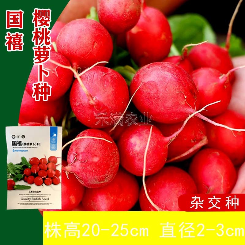 批发樱桃萝卜种子种籽菜籽水果籽种秋季春季阳台四季盆栽蔬菜