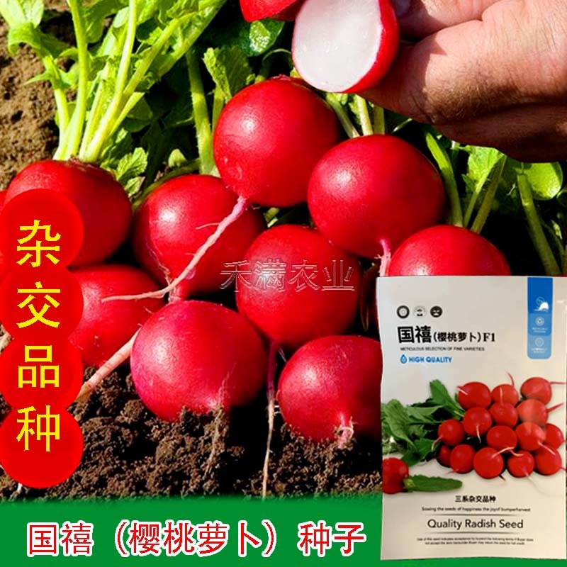批发樱桃萝卜种子种籽菜籽水果籽种秋季春季阳台四季盆栽蔬菜