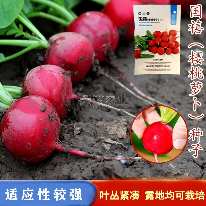 批发樱桃萝卜种子种籽菜籽水果籽种秋季春季阳台四季盆栽蔬菜