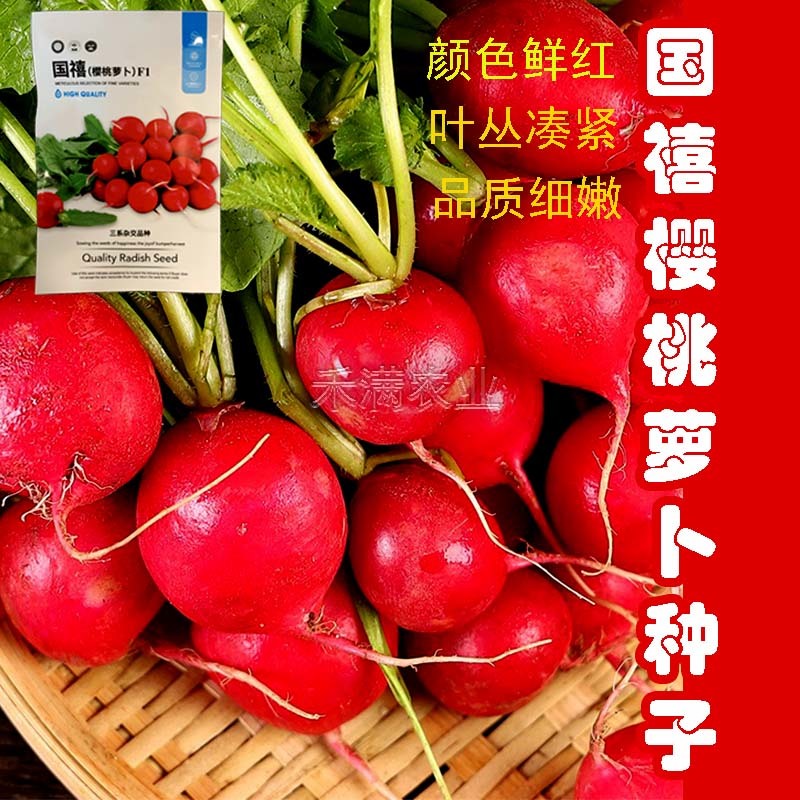 批发樱桃萝卜种子种籽菜籽水果籽种秋季春季阳台四季盆栽蔬菜