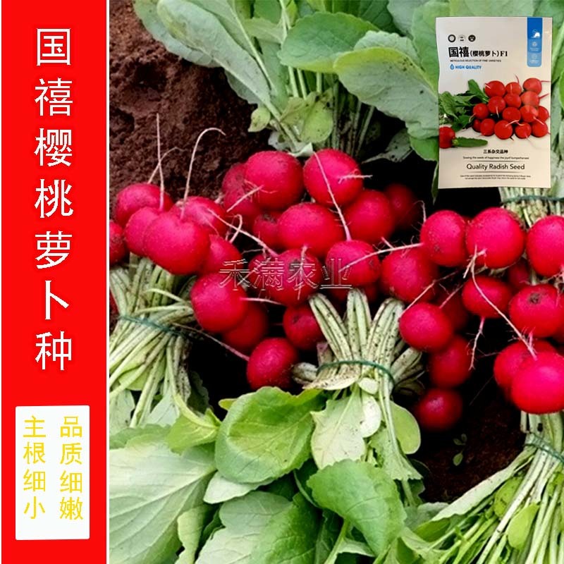 批发樱桃萝卜种子种籽菜籽水果籽种秋季春季阳台四季盆栽蔬菜