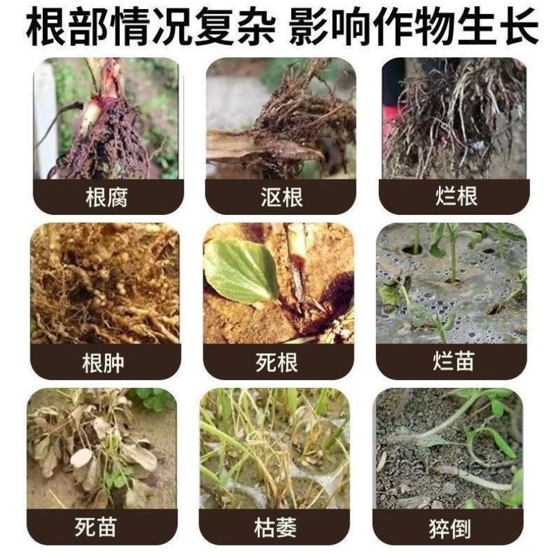 北斗星微生物菌剂根腐消宁散草芽孢杆菌死苗烂根根腐病枯萎病