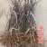 油蟠粹枣树苗龙蟠枣新品种扁枣油蟠脆枣树苗蟠