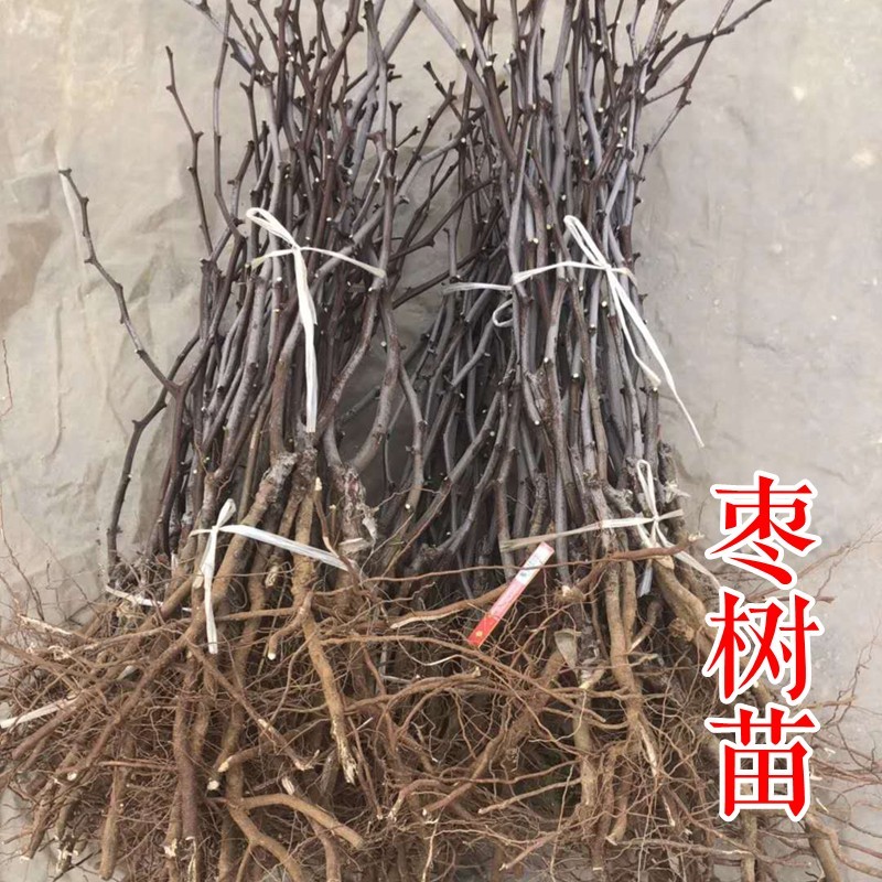 油蟠粹枣树苗龙蟠枣新品种扁枣油蟠脆枣树苗蟠