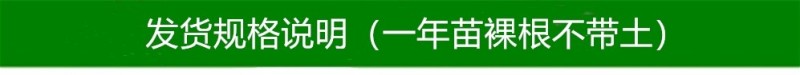 油蟠粹枣树苗龙蟠枣新品种扁枣油蟠脆枣树苗蟠