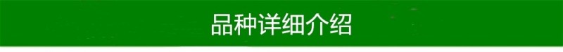 油蟠粹枣树苗龙蟠枣新品种扁枣油蟠脆枣树苗蟠