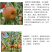 油蟠粹枣树苗龙蟠枣新品种扁枣油蟠脆枣树苗蟠