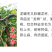 油蟠粹枣树苗龙蟠枣新品种扁枣油蟠脆枣树苗蟠