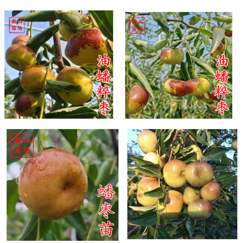 油蟠粹枣树苗龙蟠枣新品种扁枣油蟠脆枣树苗蟠