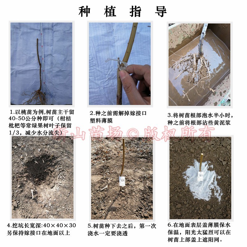 油蟠粹枣树苗龙蟠枣新品种扁枣油蟠脆枣树苗蟠