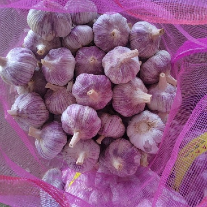 大蒜，出口，市场供应紫皮蒜（电商）供应质量好价格低诚信