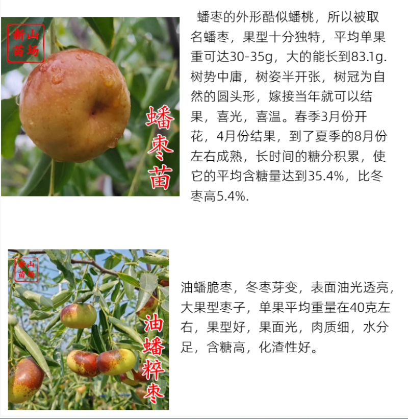 龙蟠枣树苗龙蟠枣新品种扁枣油蟠脆枣树苗蟠