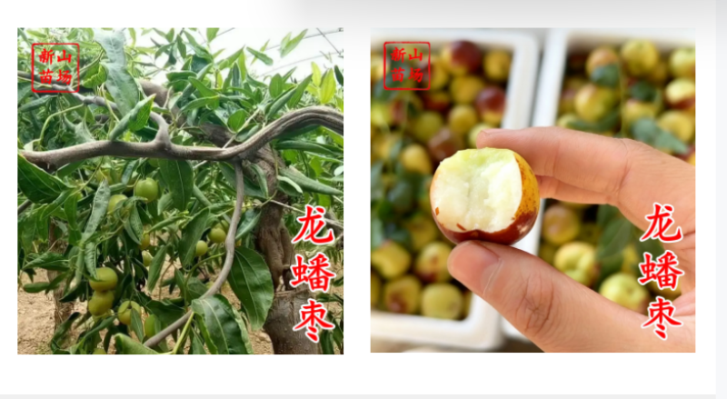 龙蟠枣树苗龙蟠枣新品种扁枣油蟠脆枣树苗蟠