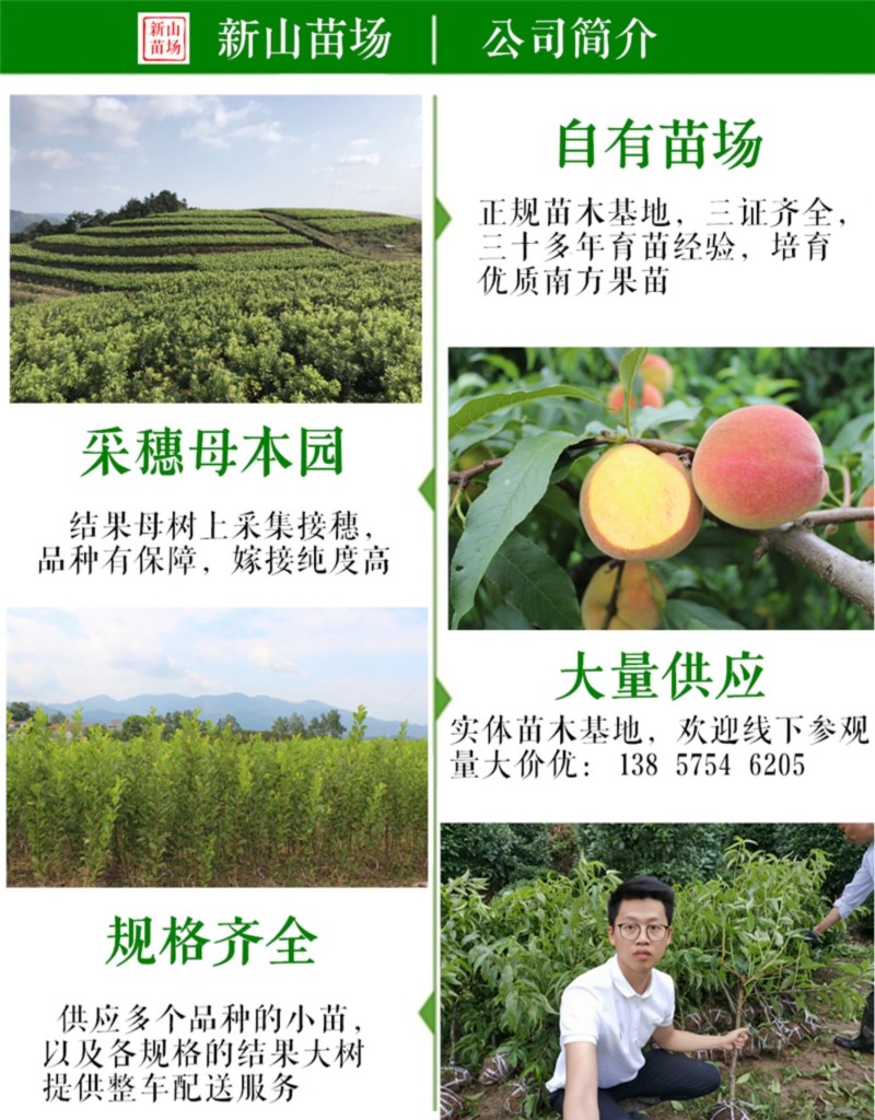 龙蟠枣树苗龙蟠枣新品种扁枣油蟠脆枣树苗蟠