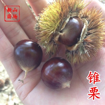 锥栗苗小板栗苗大红袍毛板红板栗南方北方种植