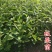 锥栗苗小板栗苗大红袍毛板红板栗南方北方种植
