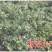 锥栗苗小板栗苗大红袍毛板红板栗南方北方种植