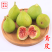 青皮无花果树苗裸根金傲芬无花果苗波姬红芭劳奈