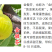 青皮无花果树苗裸根金傲芬无花果苗波姬红芭劳奈