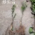 东阳之光甘平日本晚熟甘甜桔苗新品种柑桔子