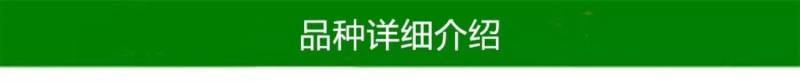 东阳之光甘平日本晚熟甘甜桔苗新品种柑桔子