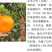 东阳之光甘平日本晚熟甘甜桔苗新品种柑桔子