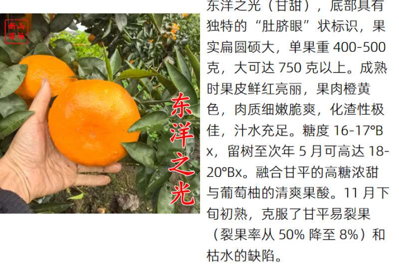 东阳之光甘平日本晚熟甘甜桔苗新品种柑桔子