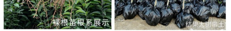 东阳之光甘平日本晚熟甘甜桔苗新品种柑桔子