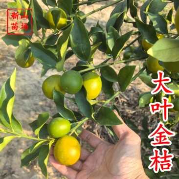 大叶金桔苗四代脆蜜金柑金桔苗新品种金蛋金弹树苗
